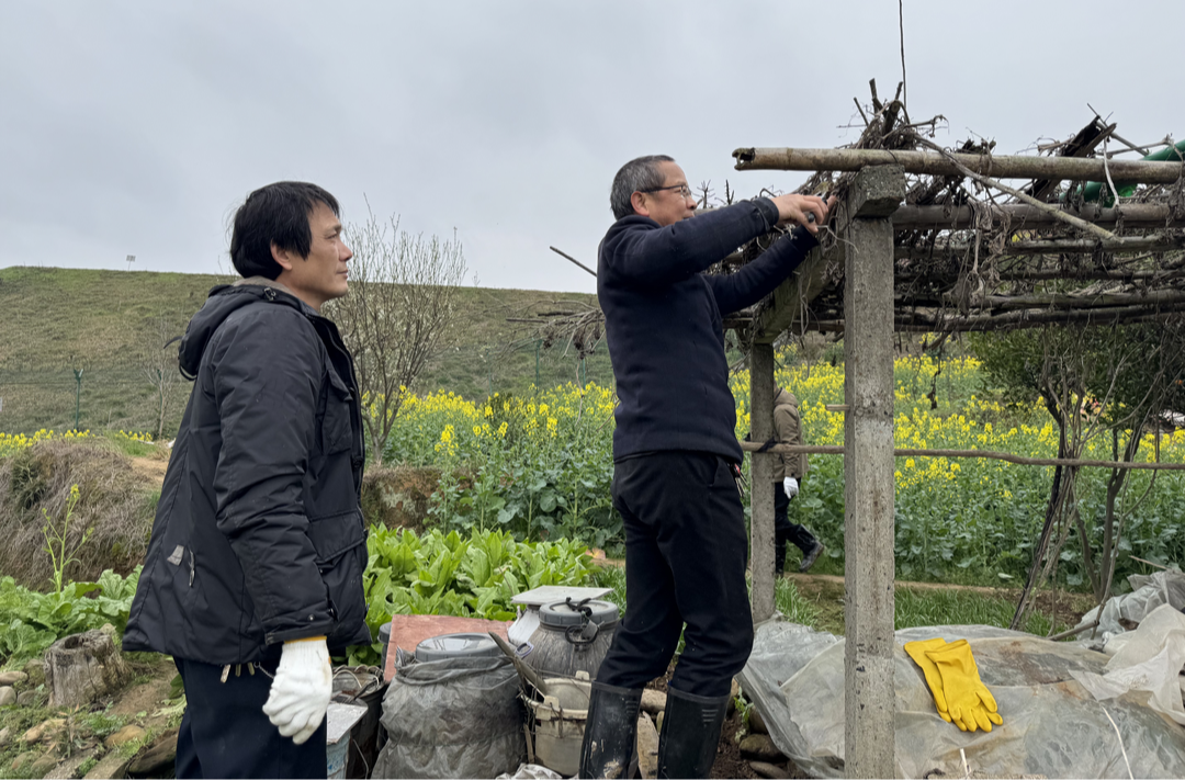 芷江镇人居环境整治见实效 ——海峡路沿线焕新颜 群众点赞“家门口的变化”