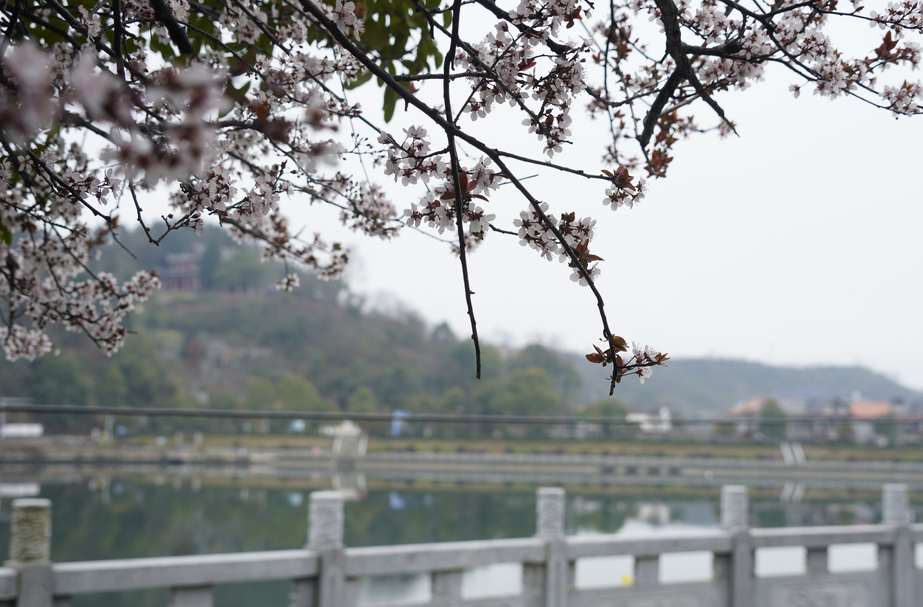 福地怀化·和平芷江·浪漫季｜春暖花开 芷江㵲水河畔紫叶李花绽放迎客