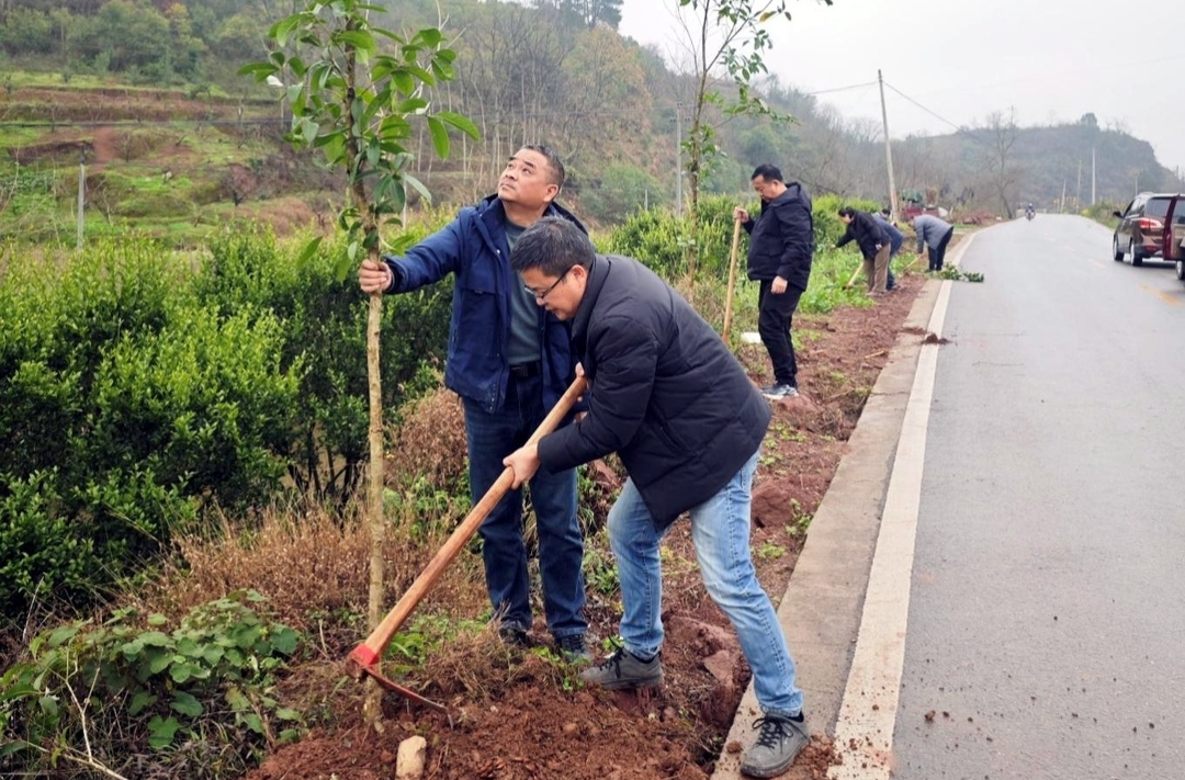 芷江：交通质安植树忙 畔艾公路添绿装