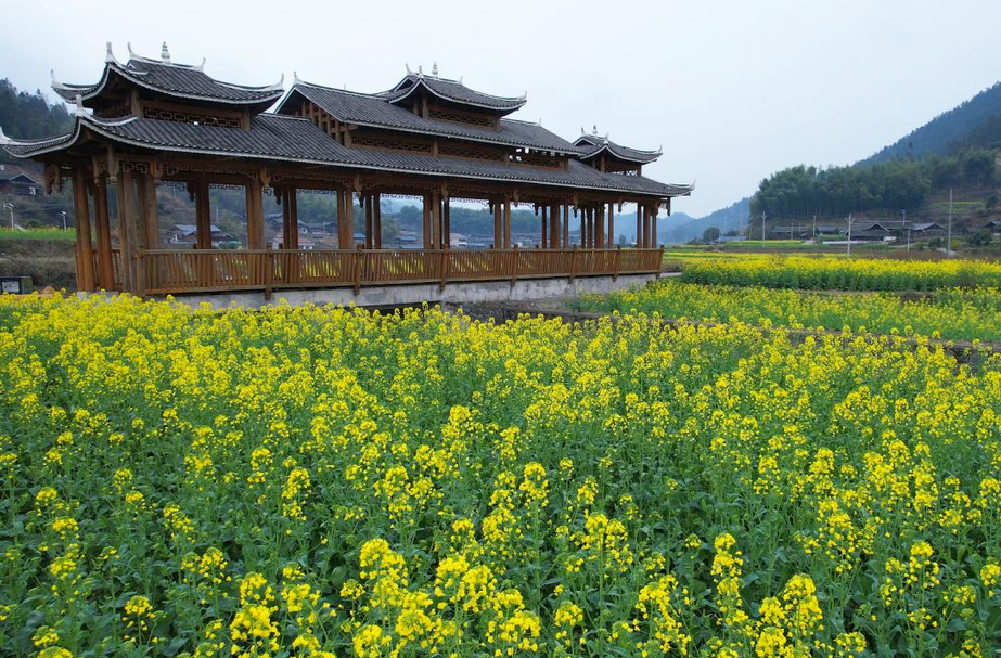 福地怀化·和平芷江·浪漫季丨五郎溪油菜花节主题歌《五郎溪的金色约定》 唱响乡村美好新生活