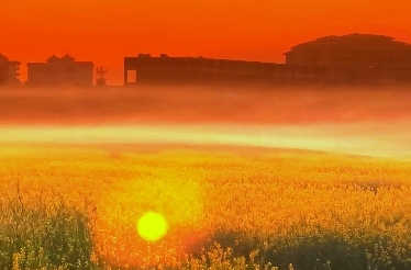 视频 | 大美芷江：夕阳花海雾隐中