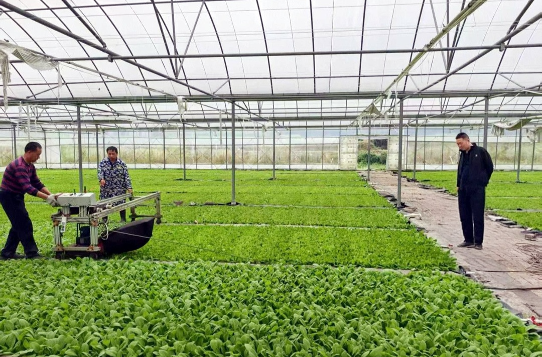 从家具商到种烟能手：碧涌镇曹齐金的返乡创业记