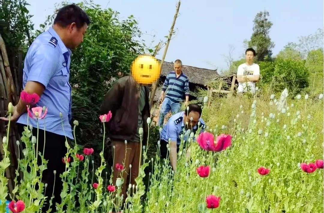 楠木坪镇：查获私种罂粟案 铲除罂粟900余株