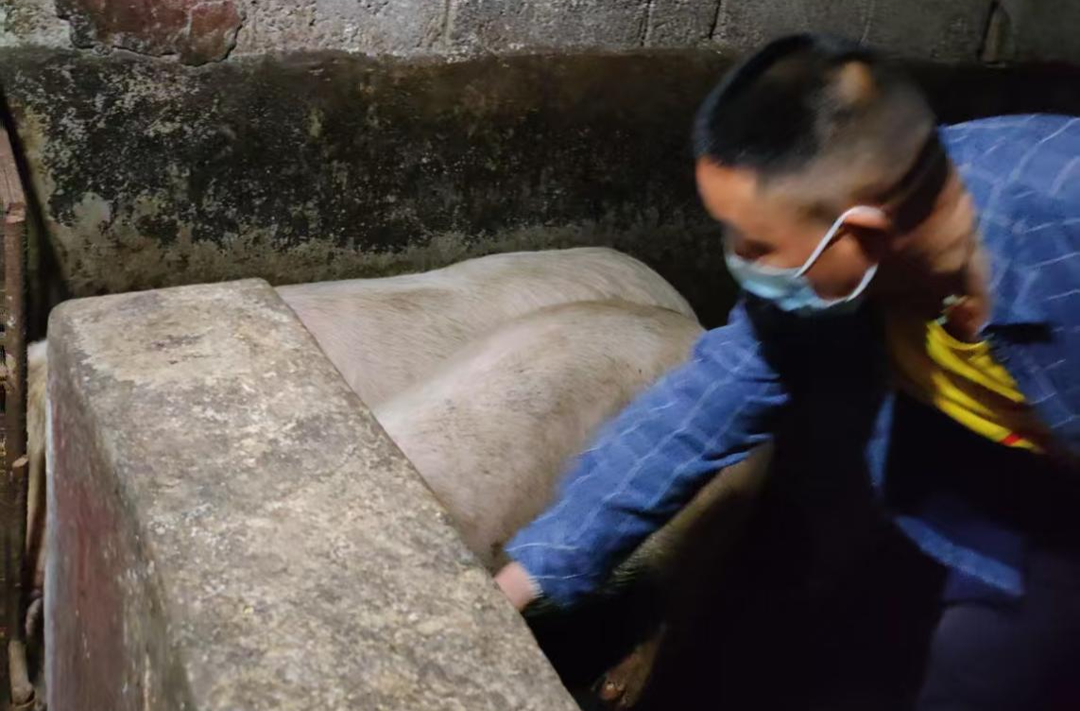 梨溪口乡：春防服务送上门 筑牢畜牧“防护盾”