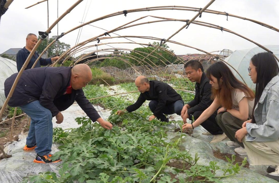 芷江：暴雨冰雹天气农作物受灾 各部门联动助力灾后重建
