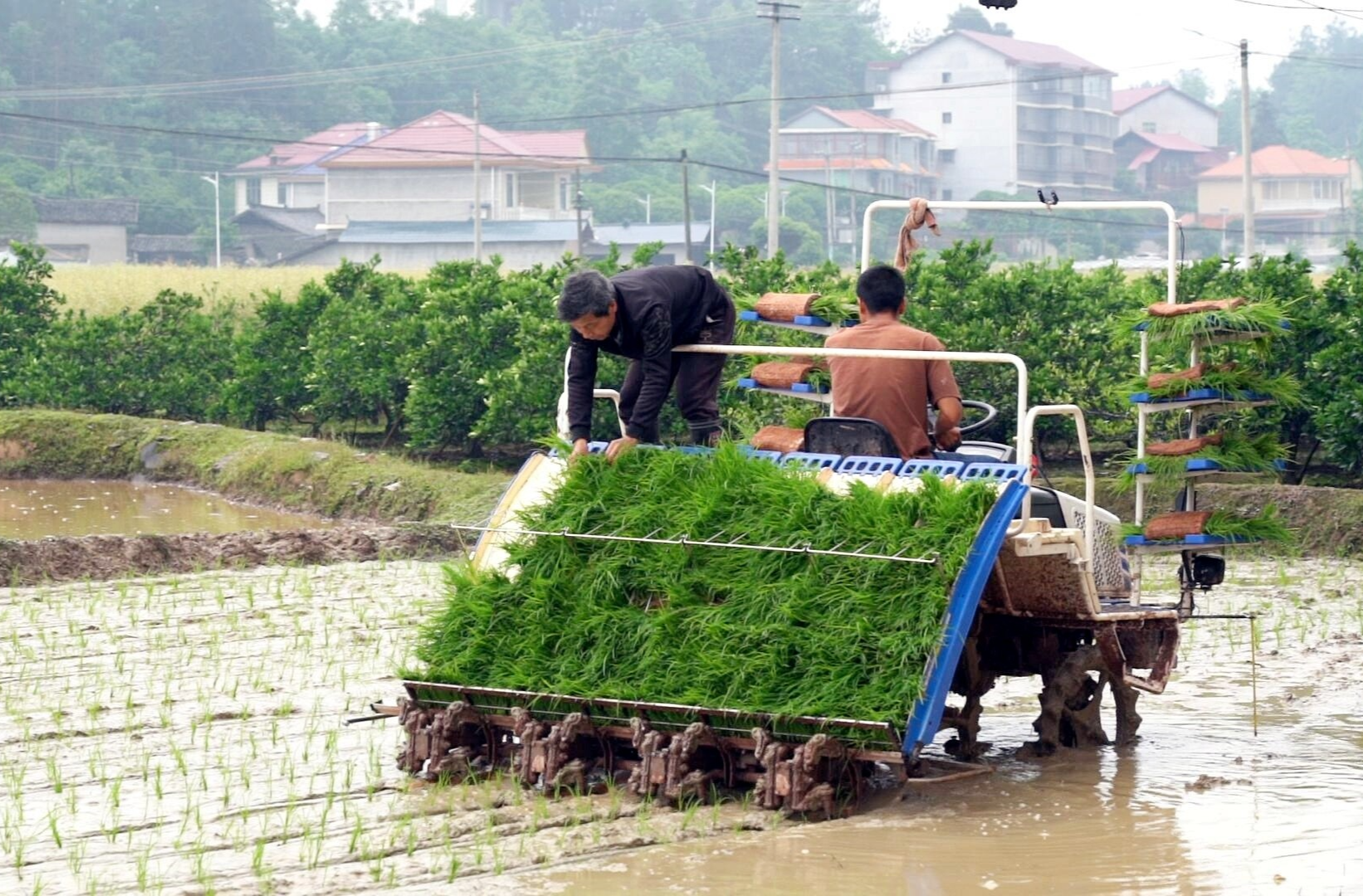 岩桥镇：机械化插秧跑出致富“加速度”
