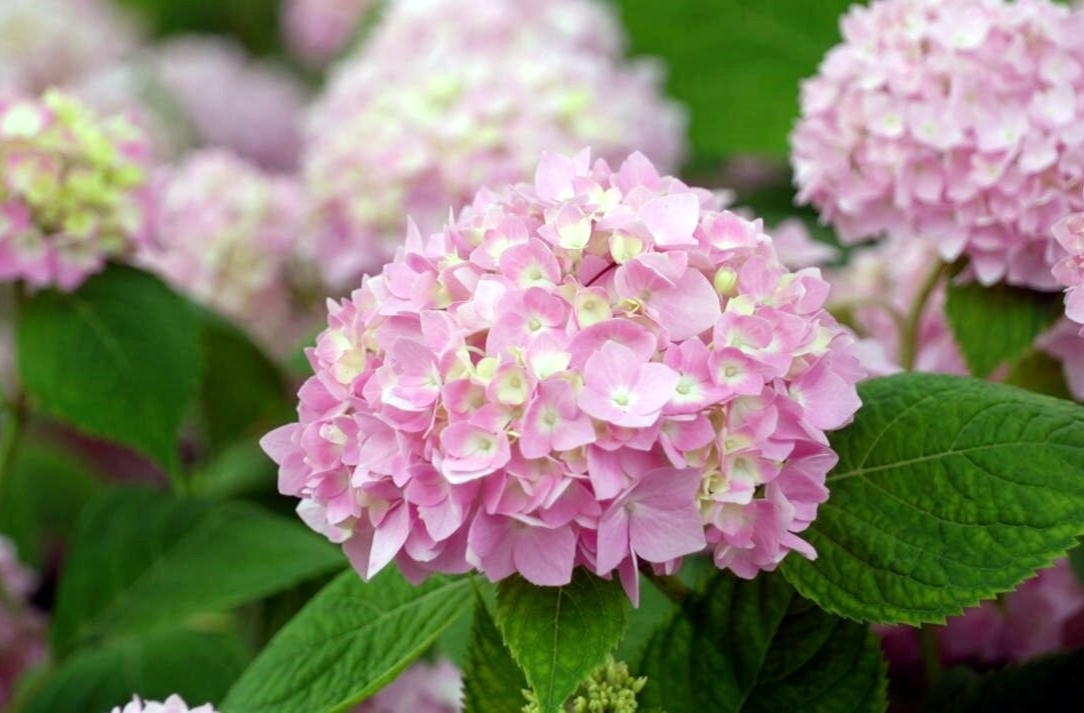 芷江桃花岛粉色绣球花绚烂绽放 夏日花海如诗如画