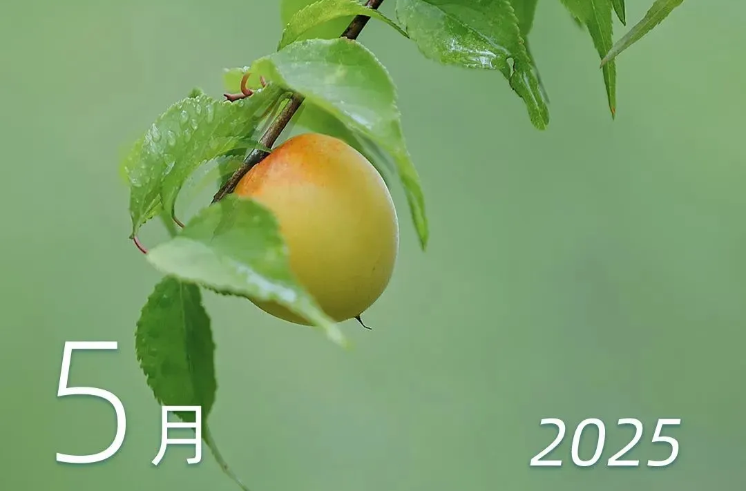 端午假期连休3天不调休 高速不免费→