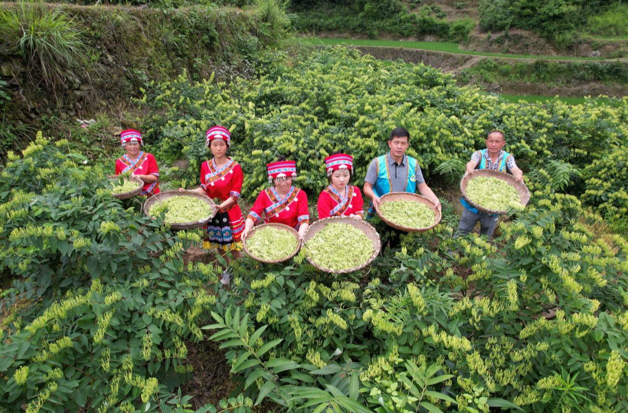 芷江：金银花丰收 小花朵开出“致富金钥匙”
