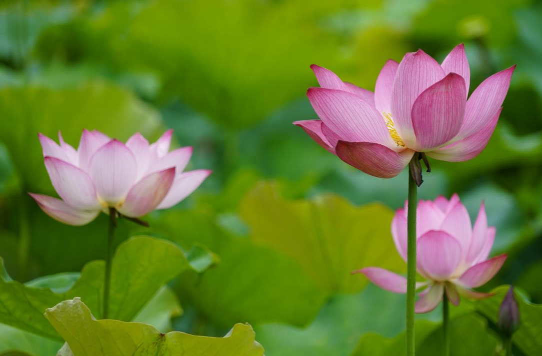 大美芷江｜荷花盛开 绽放夏日风情