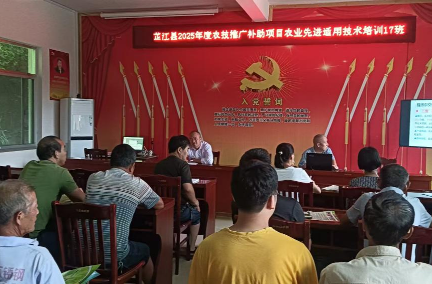 岩桥镇：农技培训实用技术为粮食安全保驾护航