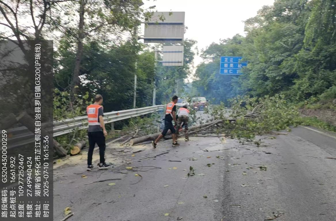 芷江公路建设养护中心快速处置倒伏树木保障道路畅通