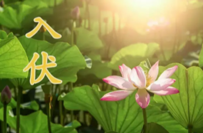近十年来最短的三伏天要来了！这30天要适当“补一补”