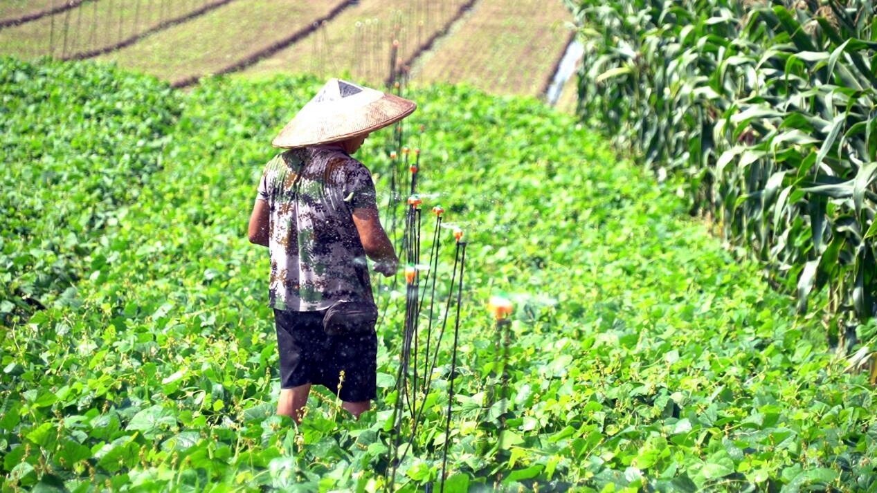 岩桥镇：特色产业助推乡村振兴 农民增收成效显著
