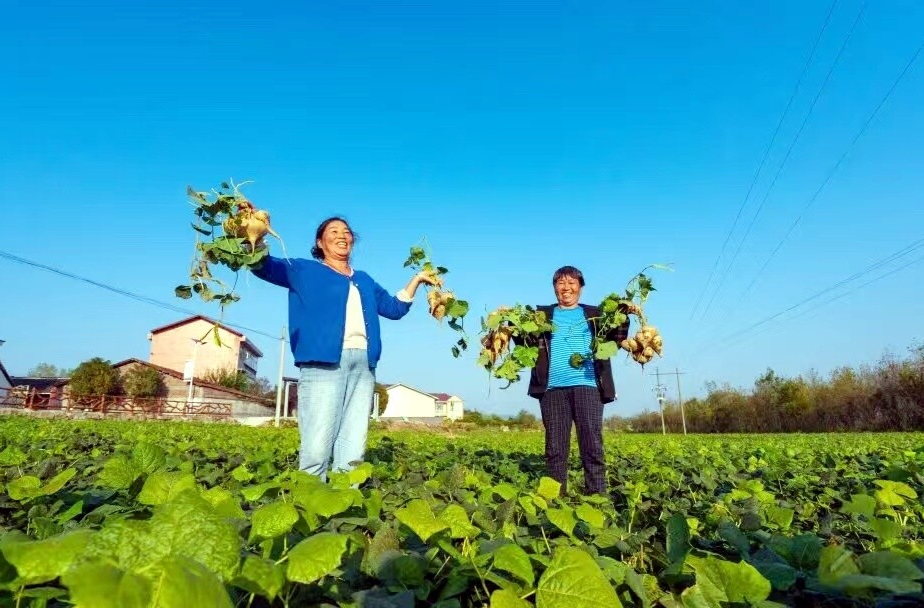 科技賦能 三產(chǎn)協(xié)同：打造農(nóng)業(yè)產(chǎn)業(yè)強(qiáng)鎮(zhèn)實(shí)踐的“巖橋經(jīng)驗(yàn)”