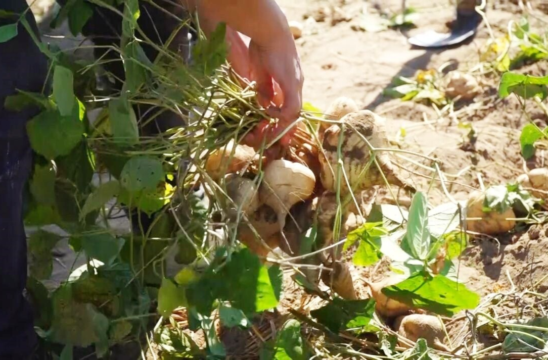 芷江岩桥镇槐花园村：凉薯管护正当时 田间地头丰收在望