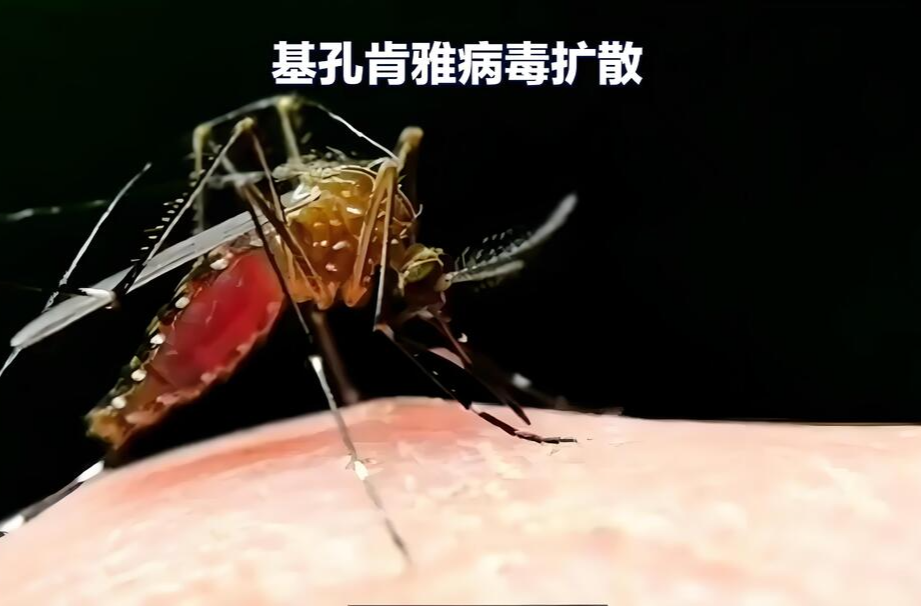 建议收藏！基孔肯雅热防控13问，专家详解