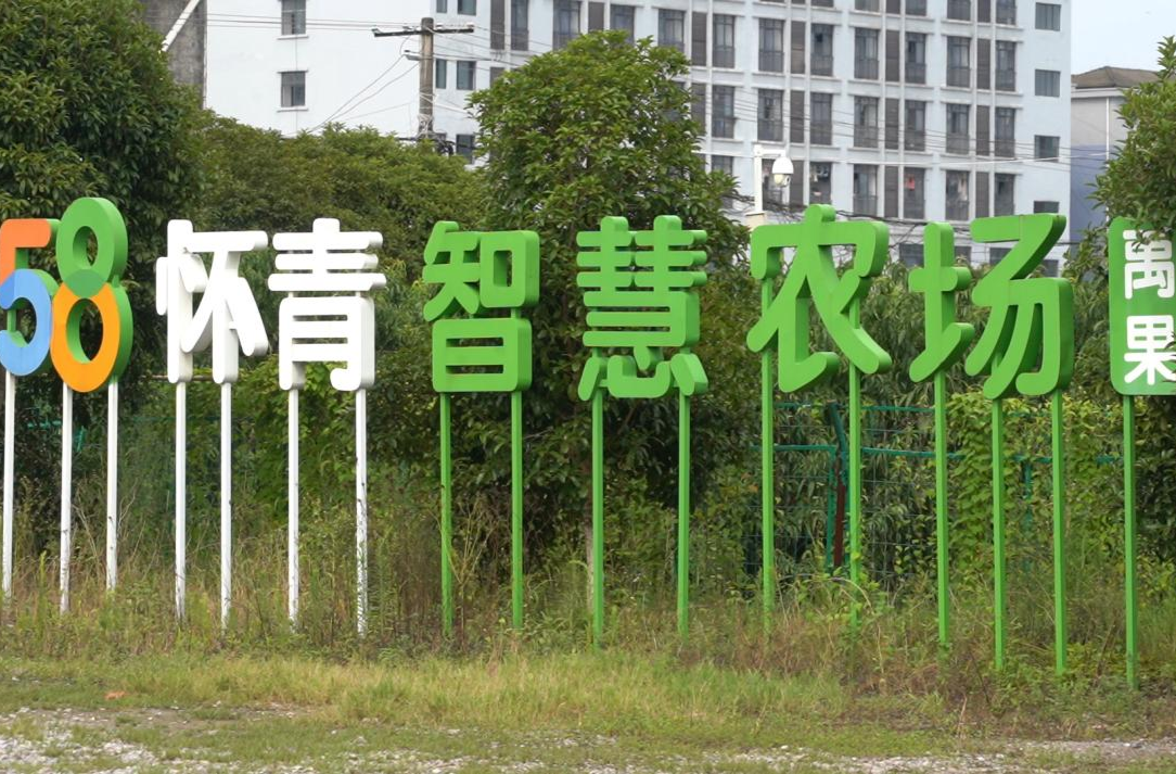 罗旧镇南方有嘉木智慧果园迎来采摘高峰季 智慧农业助力乡村振兴