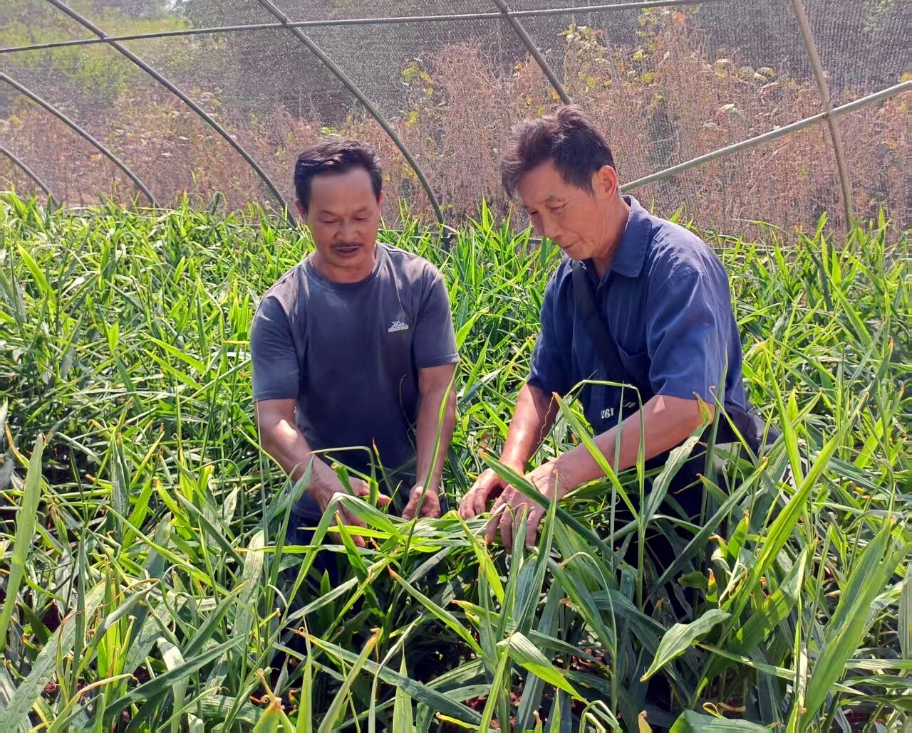 芷江退休干部刘顺吉：科技助农十余载 银发力量促振兴