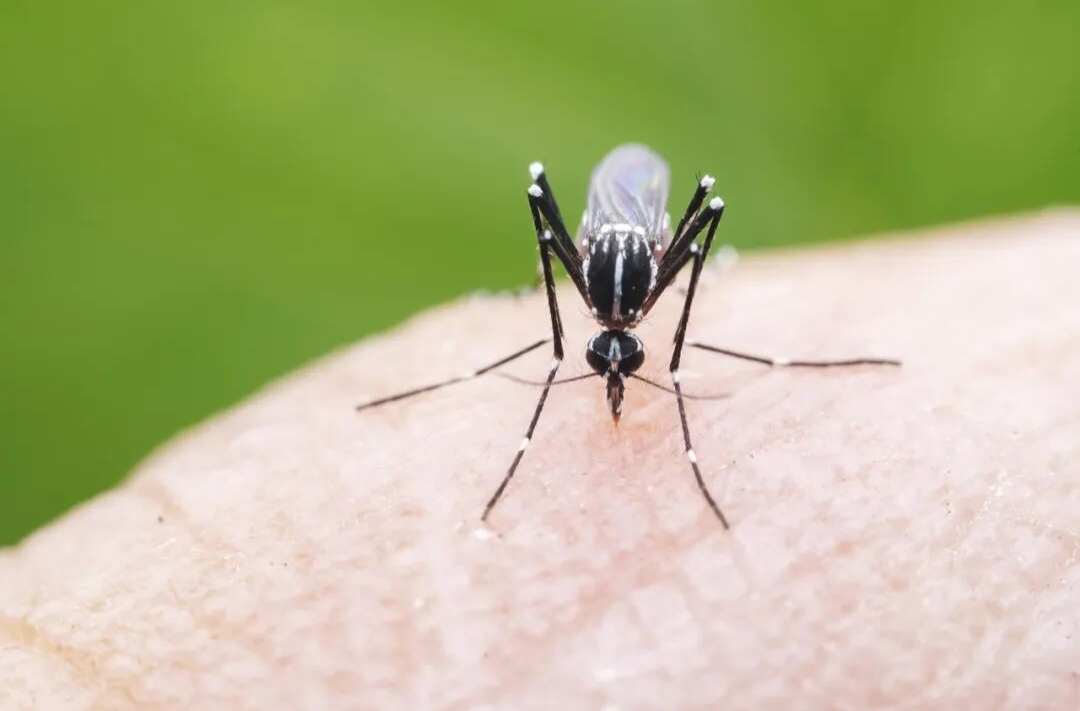 关于基孔肯雅热的信息，转给家人和朋友