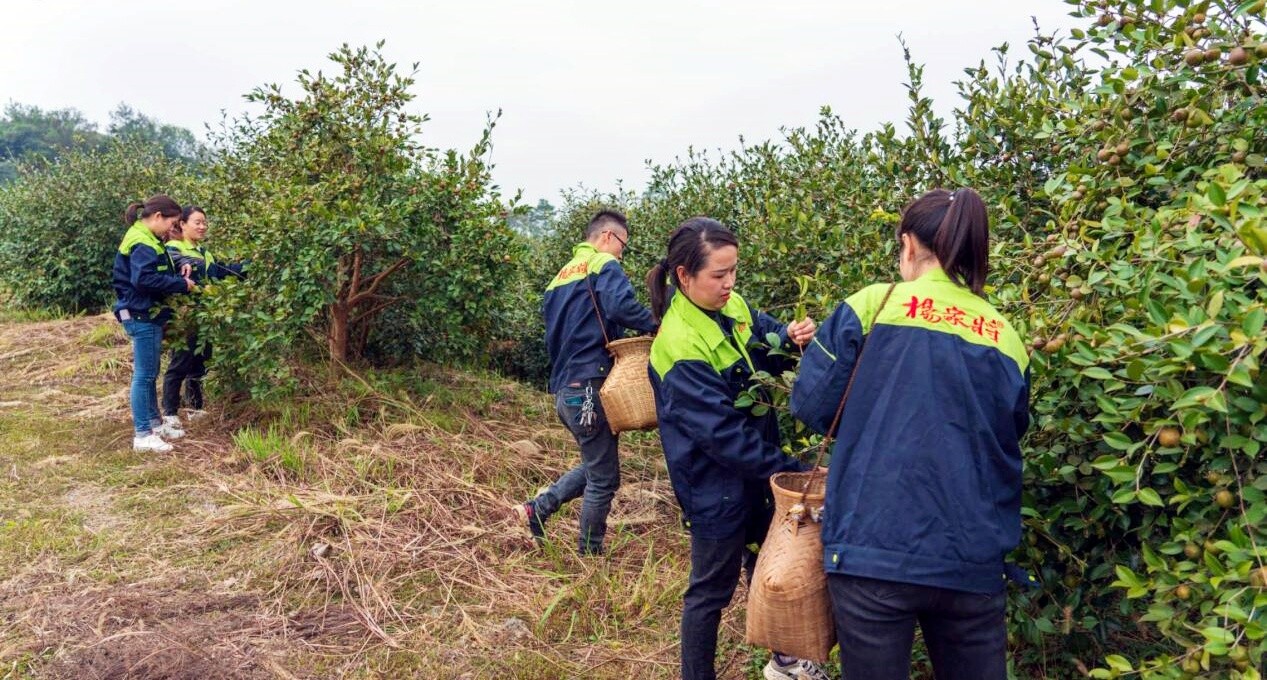 芷江油茶产业助力乡村振兴农民增收