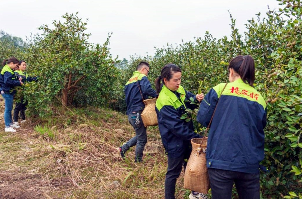 芷江油茶產(chǎn)業(yè)助力鄉(xiāng)村振興農(nóng)民增收
