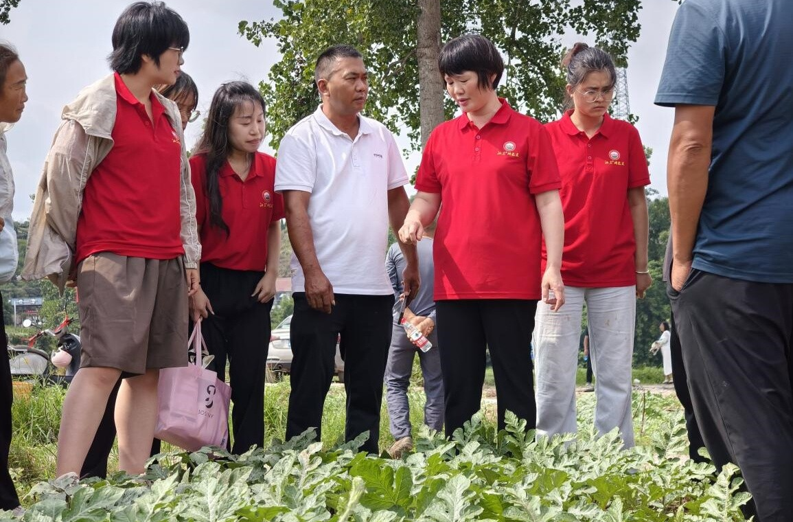 赓续芷江红色血脉，助力西甜瓜产业发展 —— 湖南农业大学博士团暑期实践赋能乡村振兴