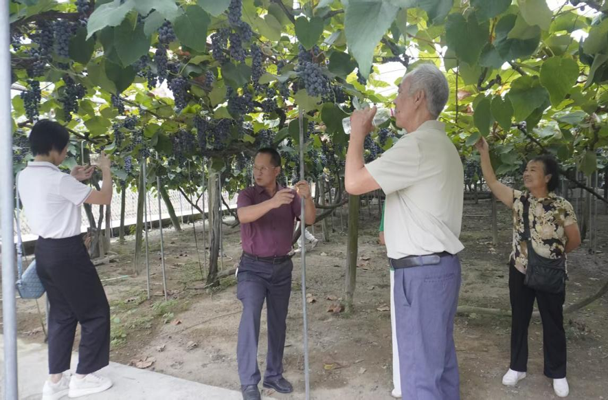 芷江二十名退休老教师别样庆节日：助销葡萄学农技 银发力量添彩乡村振兴