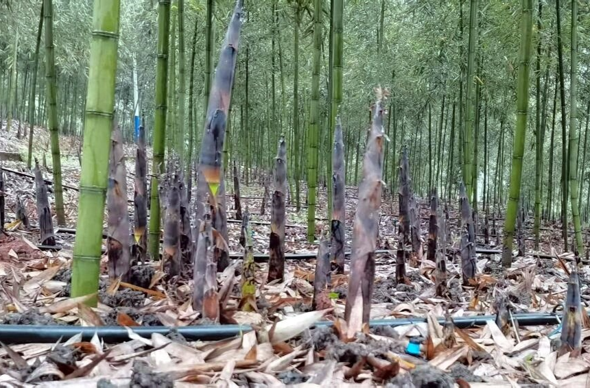 科技赋能，亩产翻番！芷江五千亩雷竹成“绿色银行”