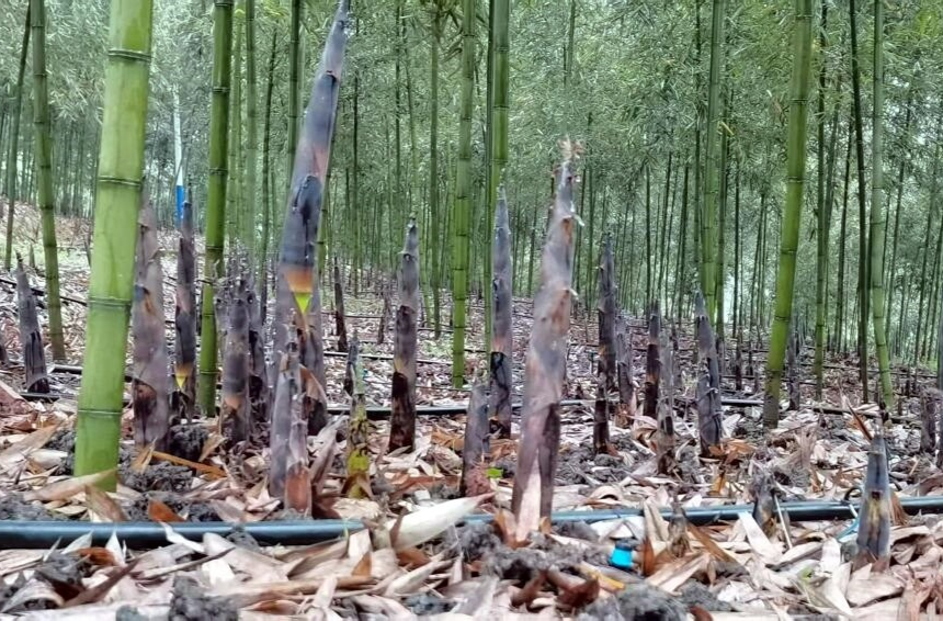 科技赋能，亩产翻番！芷江五千亩雷竹成“绿色银行”