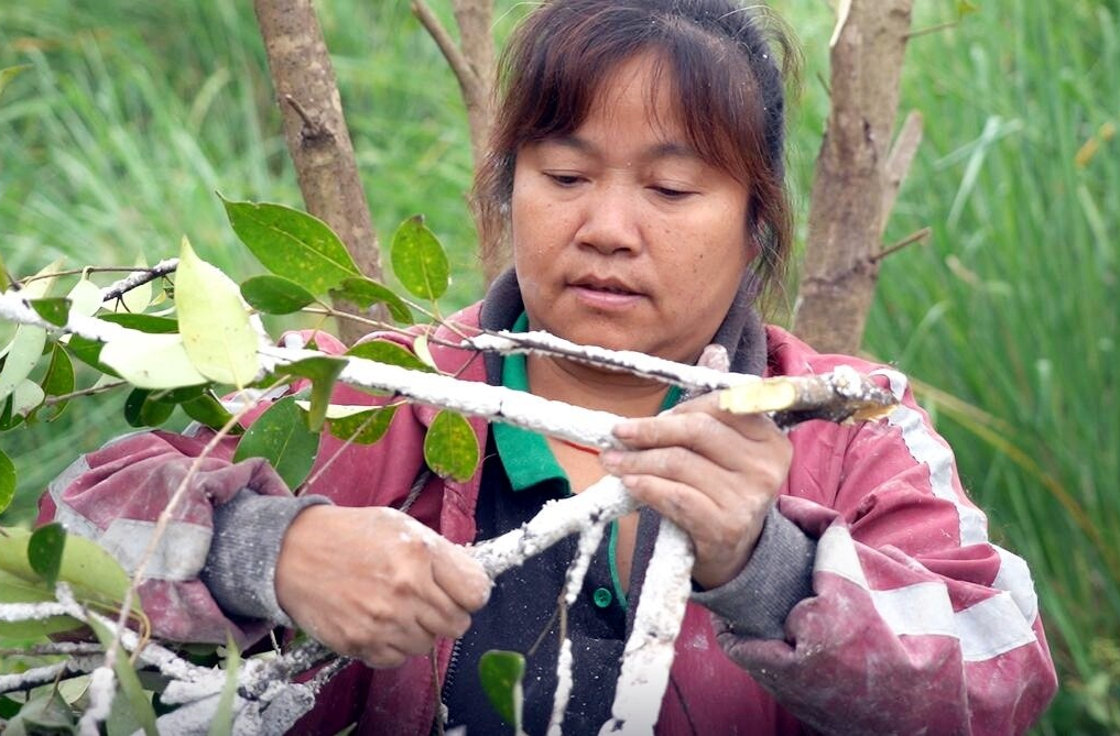 芷江：又见“侗乡八月雪”  蜡农突破产业瓶颈促白蜡丰产