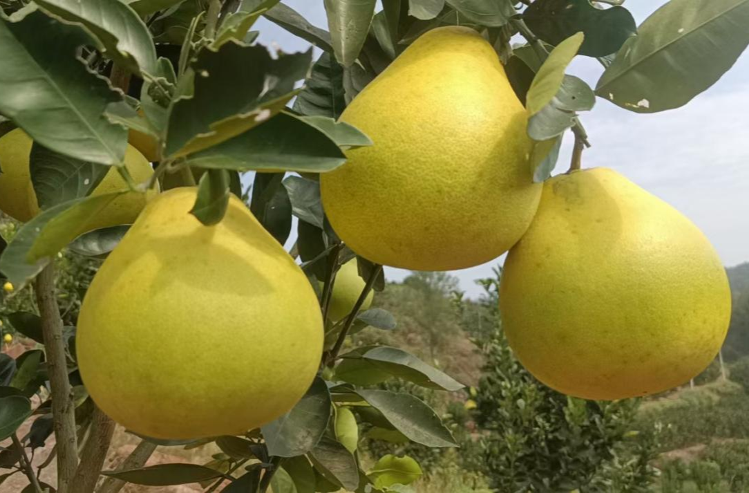 新店坪镇6000亩香柚喜迎丰收