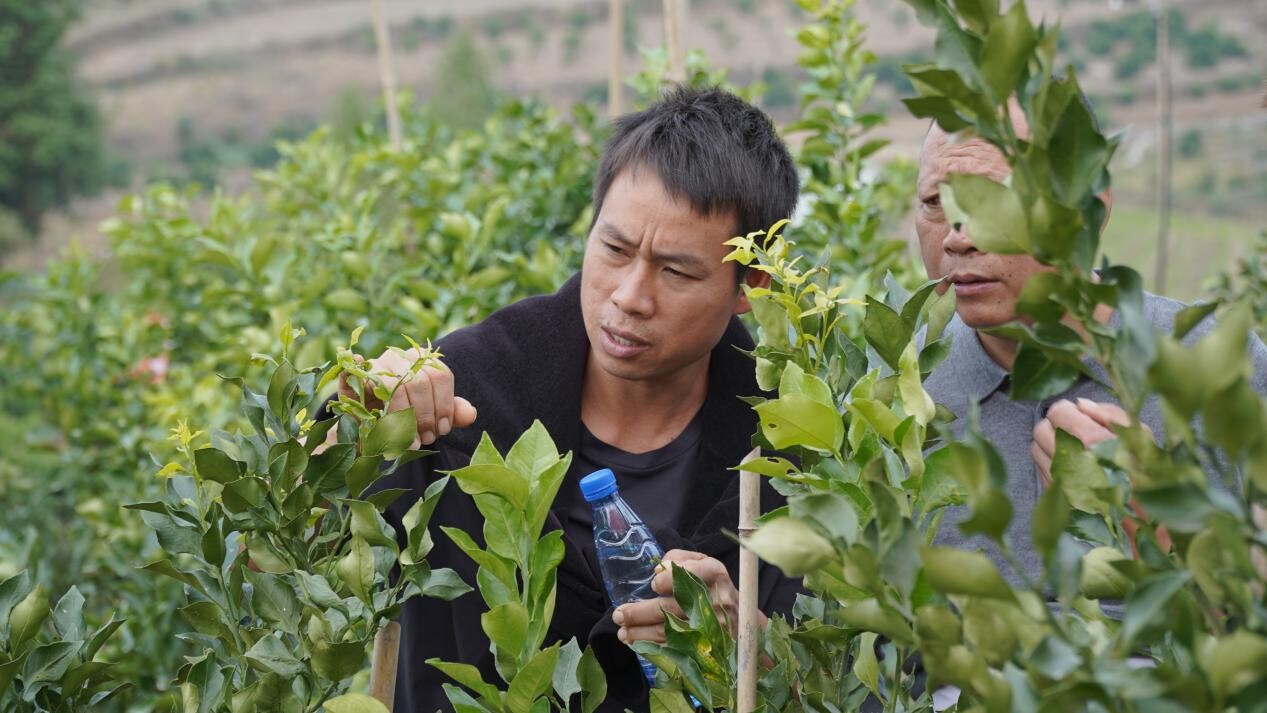 芷江举办阿蜜达2025年品鉴观摩会 助力柑橘产业提质增效