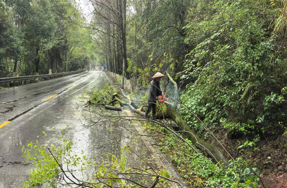 芷江公路建设养护中心迅速处置行道树倒伏险情 全力保障道路安全畅通
