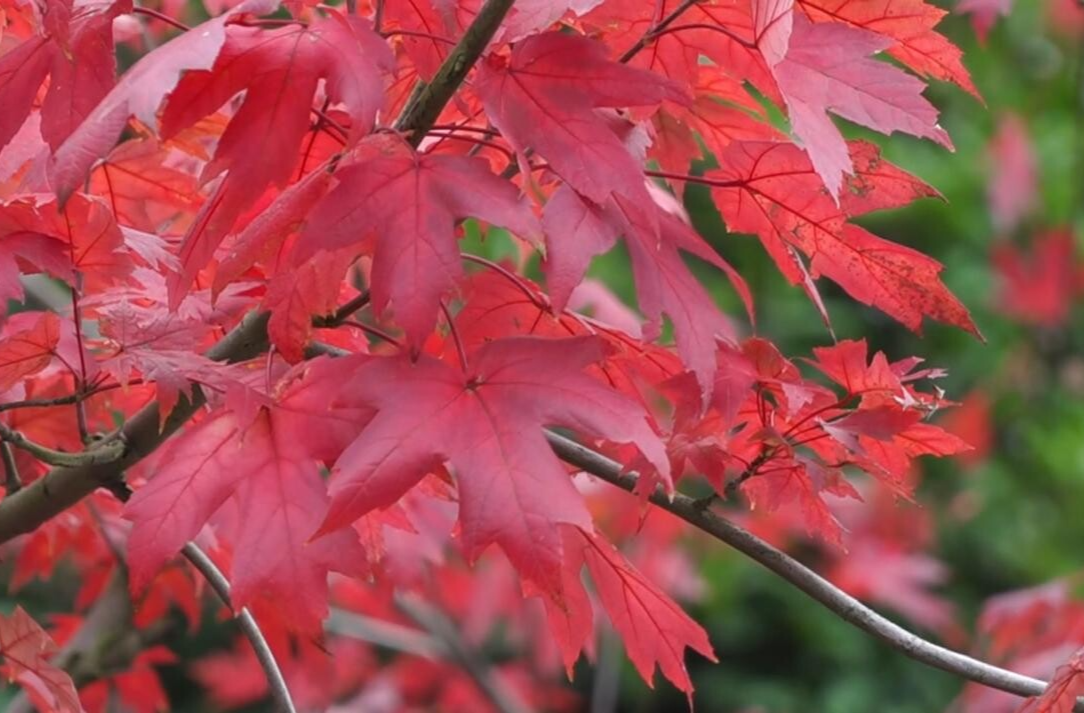 芷江东门古城墙遗址公园枫叶红 市民休闲打卡新去处