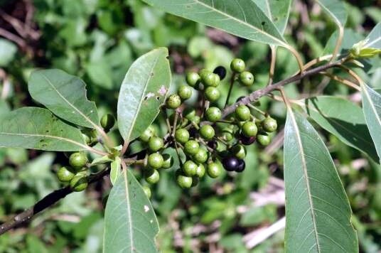 土桥镇分水坳村：冬季木姜子管护忙，林业经济添“绿”又添“金”