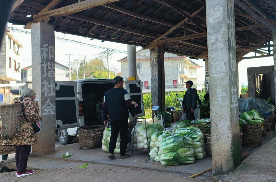 新店坪镇荷叶塘村：冬季蔬菜日销万斤 保障市场供应