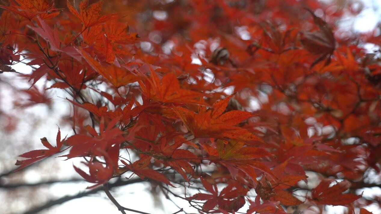 大美芷江｜枫叶红似火 冬日美景引客来