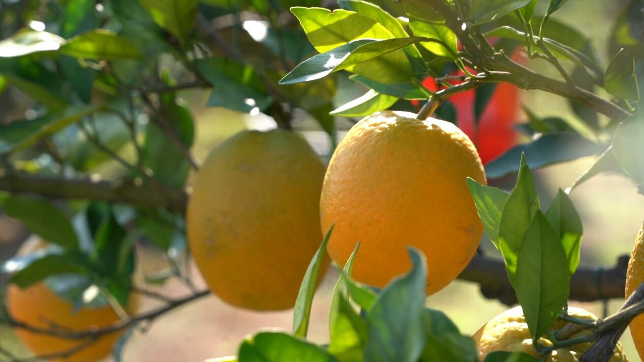 果香满园！麻缨塘300亩柑橘迎丰收