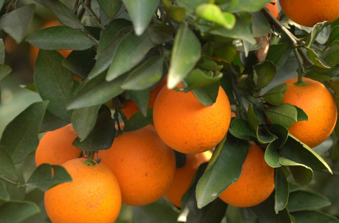 罗卜田乡：暖冬助农解柑橘滞销难题