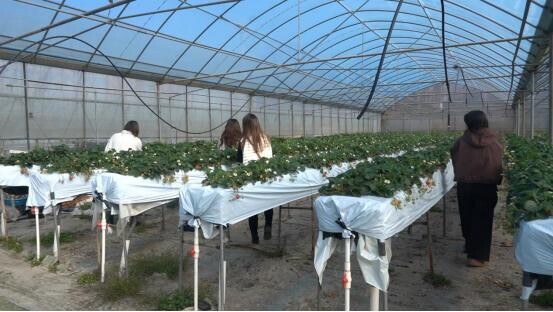 芷江：草莓抢“鲜”上市 甜蜜果香迎客来