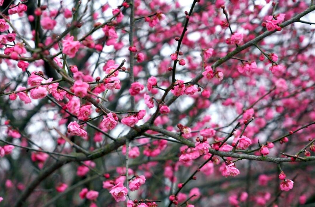 寒枝绽芳蕊 芷江海峡路梅花成冬日限定美景