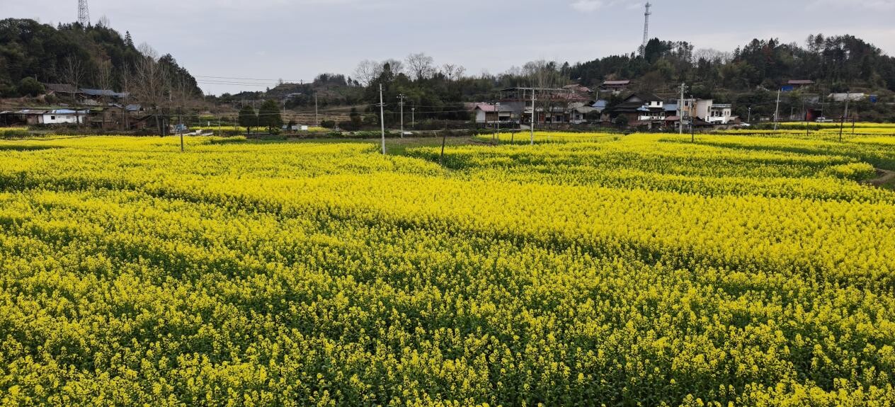 土桥镇两户村：油菜花开两户 扮靓山村促增收