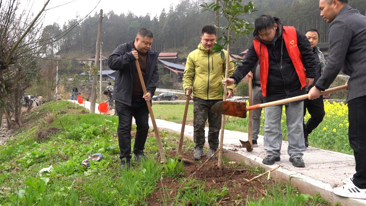 芷江青叶树村植树添绿 美化游步道扮靓新农村