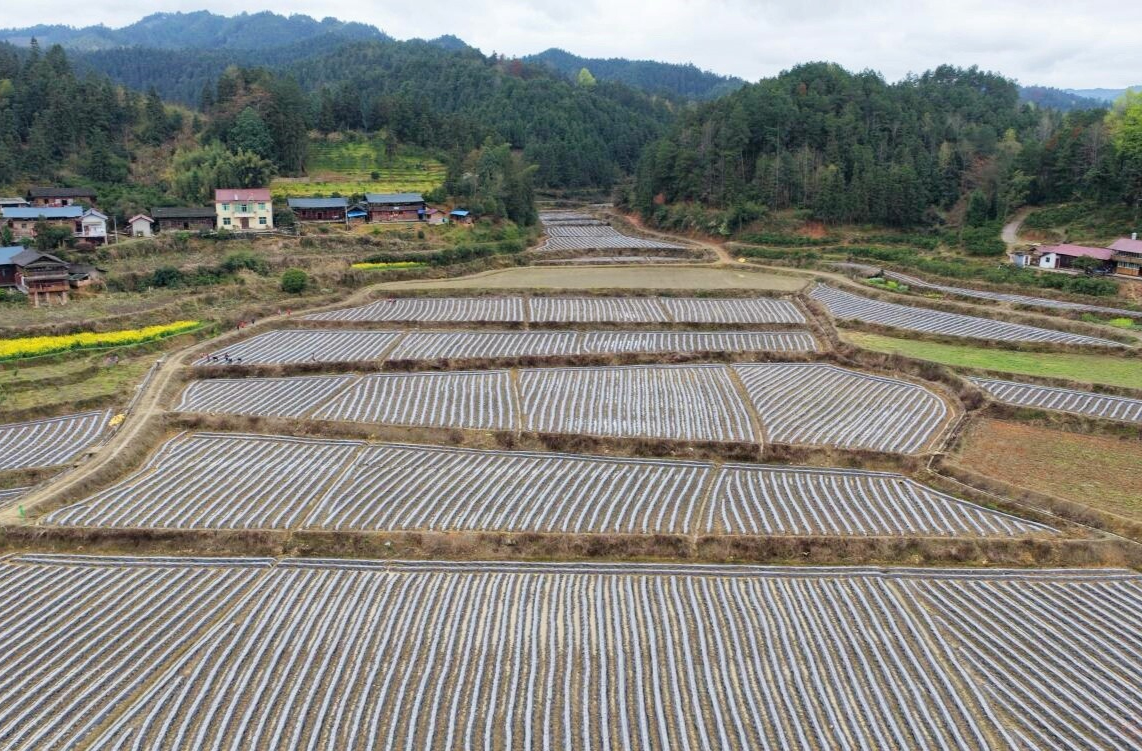 芷江：烟苗移栽正当时 烟田春忙绘增收图景