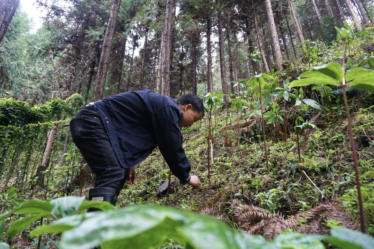 不砍树也能致富 林下掘金绘就乡村振兴新图景