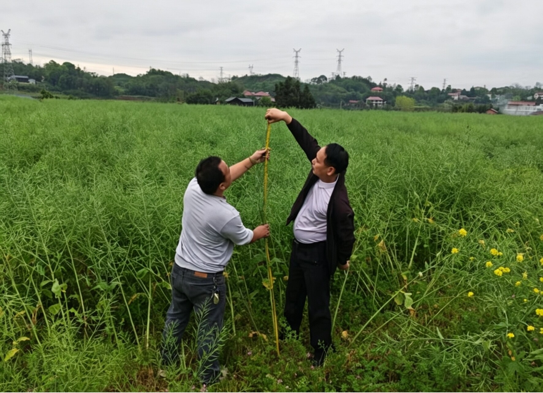 芷江镇：农技人员田间核查油菜种植面积 筑牢粮食安全基层防线