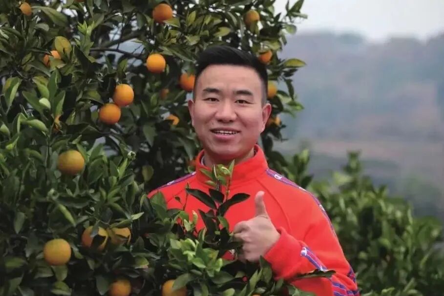 就在今天，芷江青年代表再添一国家级荣誉——答案就藏在这片橙园里