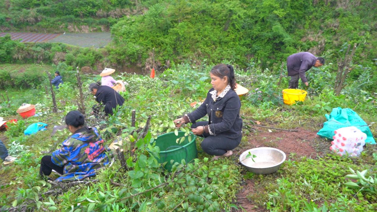 芷江：攻克技术难关 本地蜡虫培育成功 助力白蜡产业提质增收