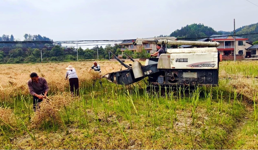 土桥镇两户村：油菜抢收正当时 农机上阵提质又增效